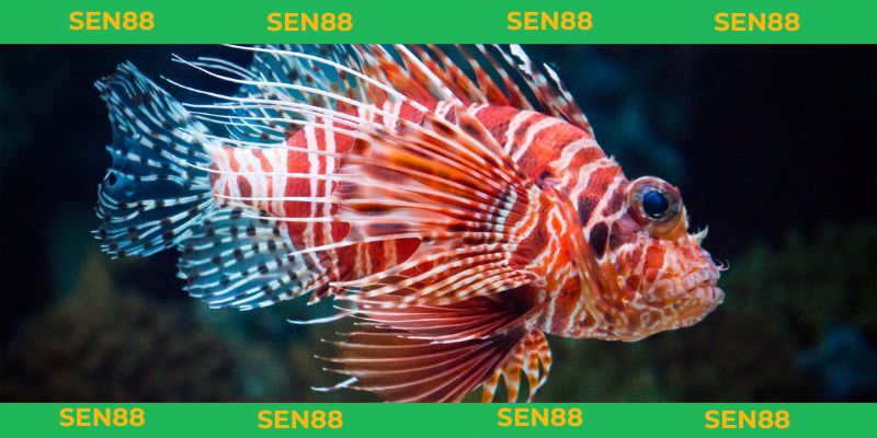 mơ thấy cá đánh con gì tham khảo con lô dễ trúng