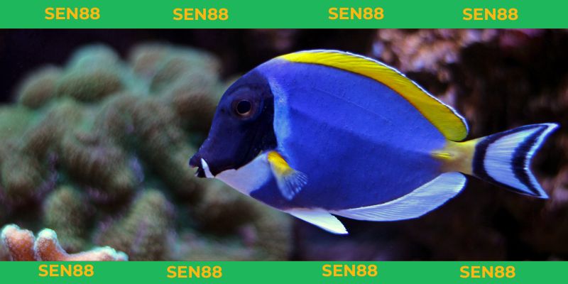 mơ thấy cá đánh con gì