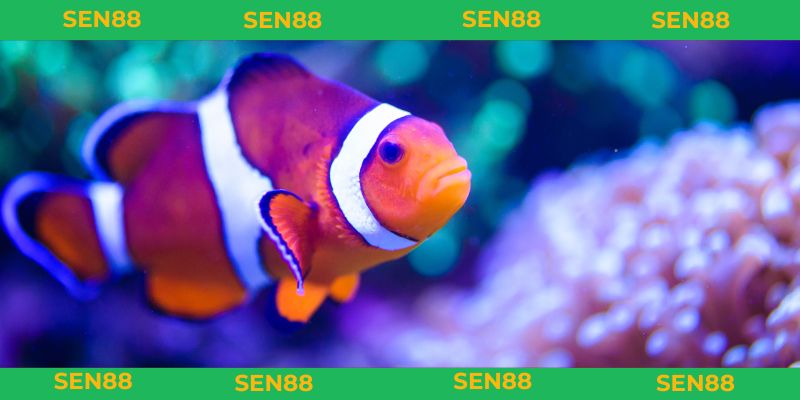 mơ thấy cá đánh con gì