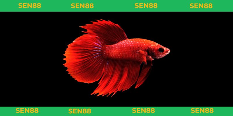 Mơ Thấy Cá Đánh Con Gì