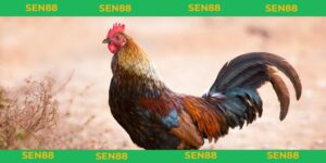 mơ thấy gà đánh con gì