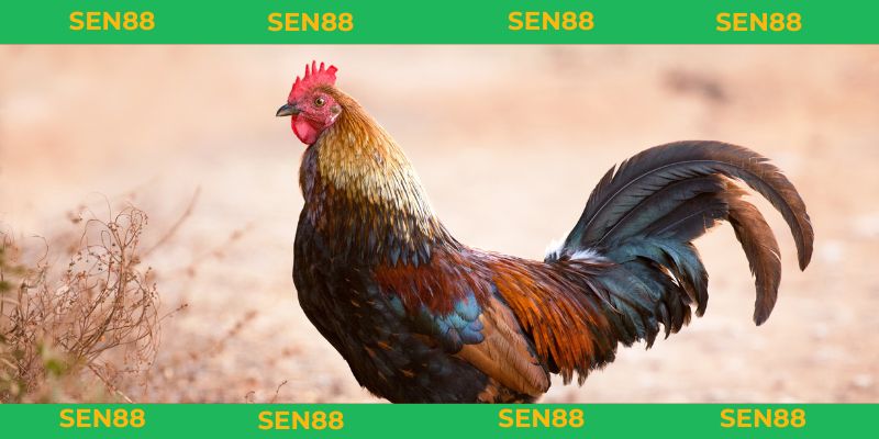 Mơ Thấy Gà Đánh Con Gì - Luận Giải Con Số Mang Đến Tài Lộc mơ thấy gà đánh con gì