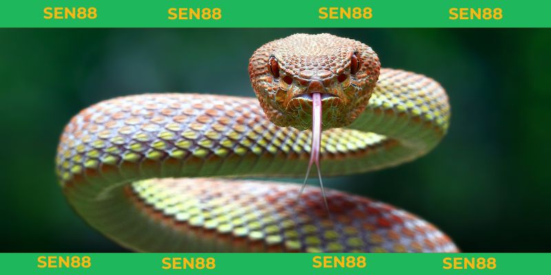 Mơ thấy rắn nên đánh con lô nào