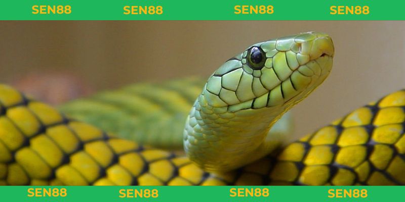 Mơ thấy rắn đánh con gì