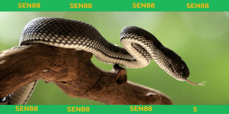 mơ thấy rắn đánh con gì cho anh em lô đề