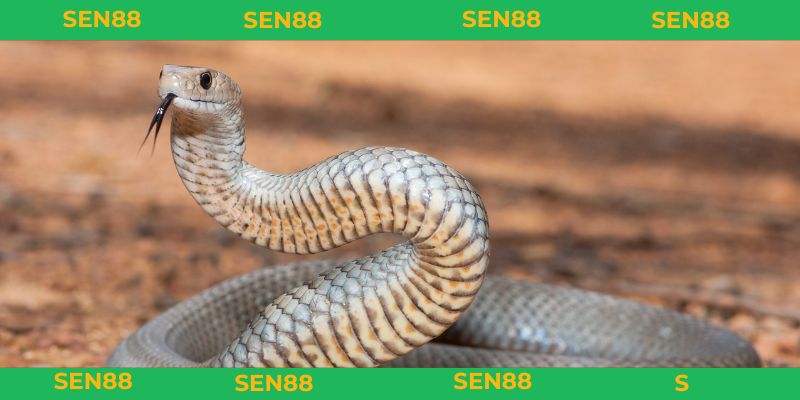 mơ thấy rắn đánh con gì