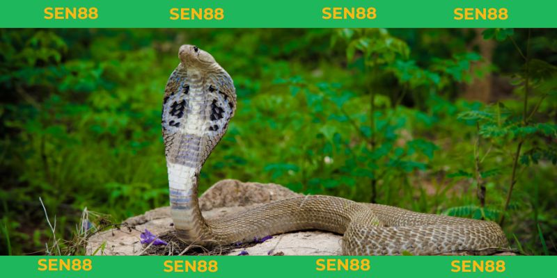 mơ thấy rắn đánh con gì