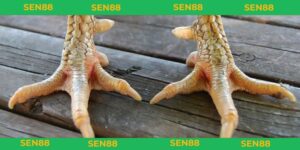 vảy gà huyền trâm