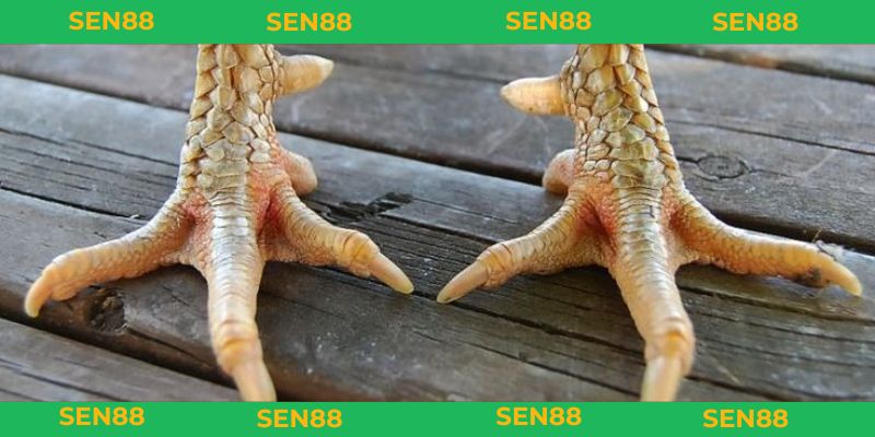 vảy gà huyền trâm