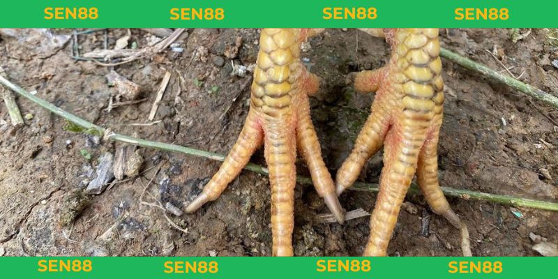 vảy gà huyền trâm