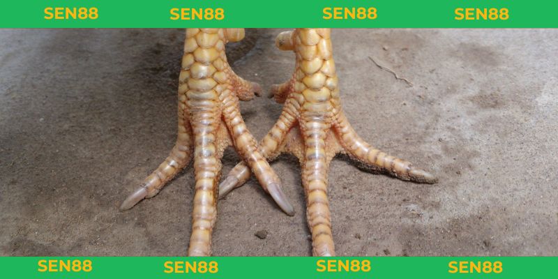 Tìm hiểu vảy gà huyền trâm là gì