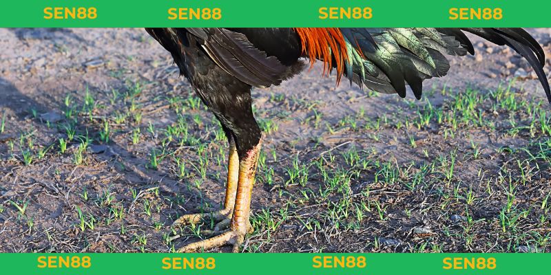 Tìm hiểu vảy gà song cúc là gì