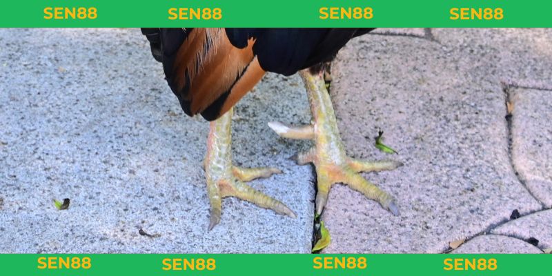 Bí kíp chọn vảy gà song cúc