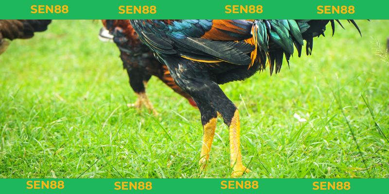 Tìm hiểu vảy liên giáp là gì