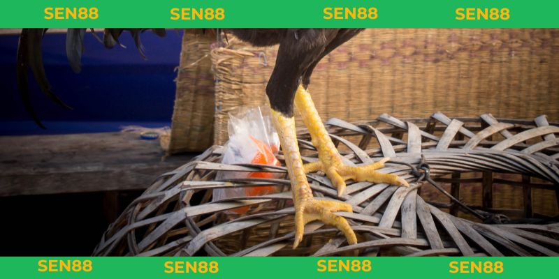 Tìm hiểu vảy liên giáp là gì