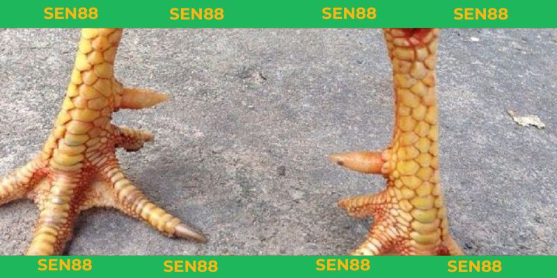 vảy gà tam tài tứ quý là gì