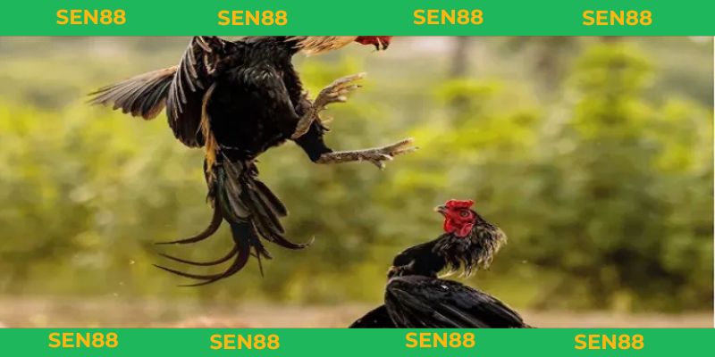 vảy gà tam tài tứ quý