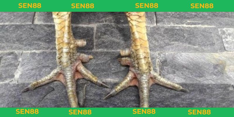 vảy gà tam tài tứ quý